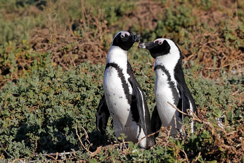 African penguin (Spheniscus demersus), adult, pair, on the beach, standing, alert, Betty's Bay, Stony Point Nature Reserve, Western Cape, South Africa, Africa, Germany