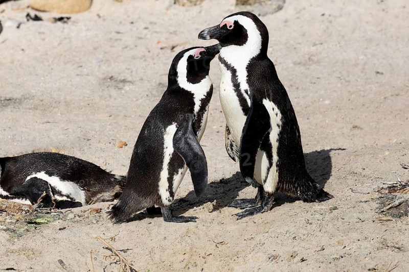 African penguin (Spheniscus demersus), adult, pair, on the beach, Boulders Beach, Simonstown, Western Cape, South Africa, Africa, Germany
