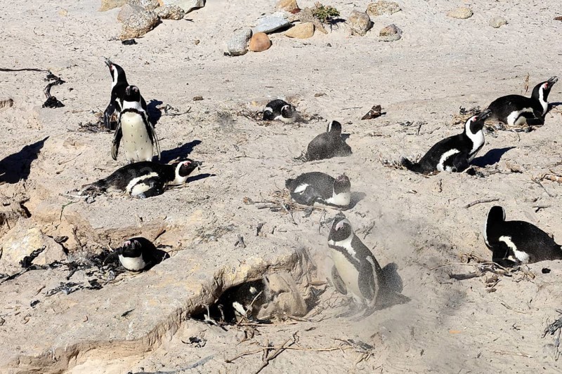African penguin (Spheniscus demersus), adult, breeding colony, on nest, breeding, beach, Boulders Beach, Simonstown, Western Cape, South Africa, Africa, Germany
