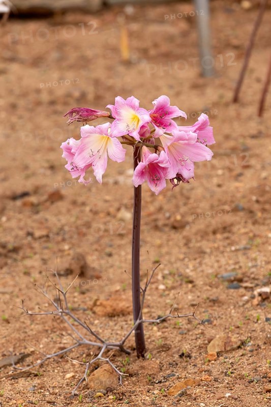 Belladonna lily (Amaryllis belladonna), true amaryllis, flowering, flower, Karoo Desert Botanic Garden, Worcester, Western Cape, South Africa, Africa, Germany