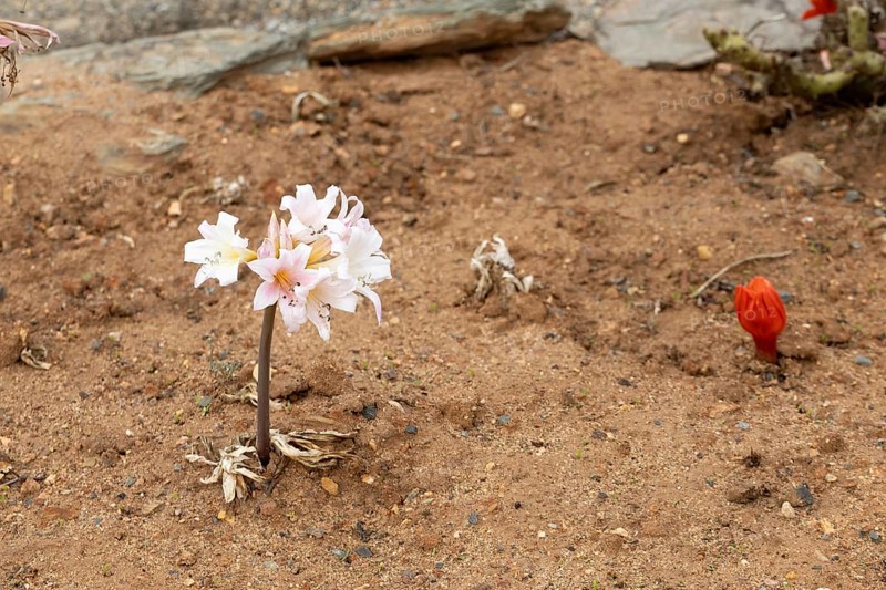 Belladonna lily (Amaryllis belladonna), true amaryllis, flowering, flower, Karoo Desert Botanic Garden, Worcester, Western Cape, South Africa, Africa, Germany