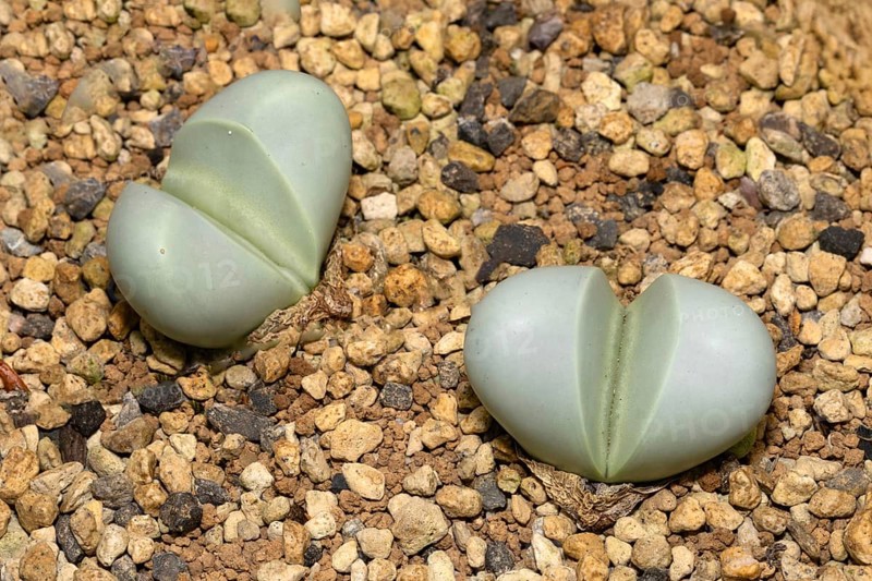 Argyroderma pearsonii, living stones, succulent, two plants, Stellenbosch Botanical Garden, Western Cape, South Africa, Germany