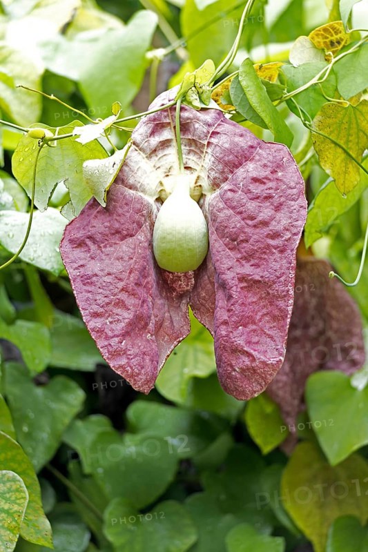 Aristolochia gigantea, giant pelican flower, pipe flower, blossom, blooming, Stellenbosch Botanical Garden, Western Cape, South Africa, Germany