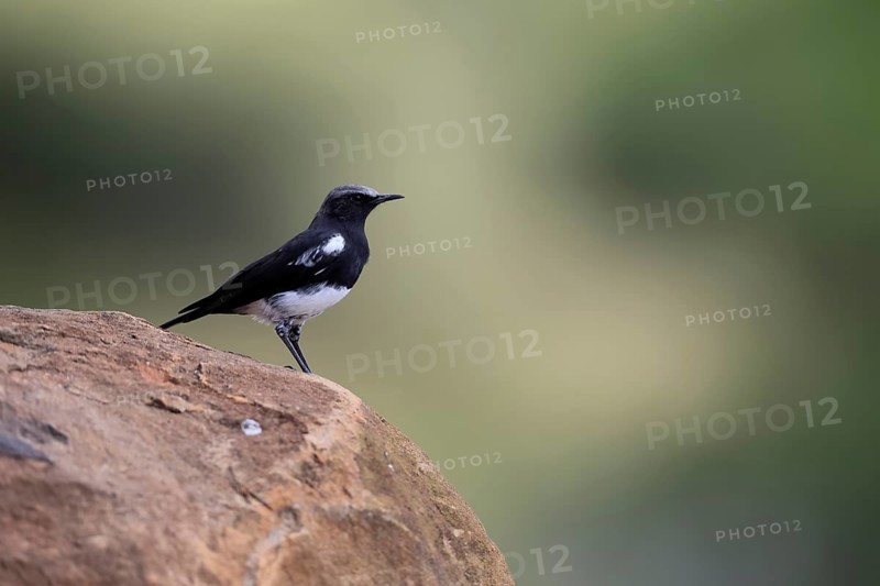 Mountain Wheatear (Myrmecocichla monticola), adult, male, on rocks, foraging, alert, Mountain Zebra National Park, Eastern Cape, South Africa, Africa, Germany
