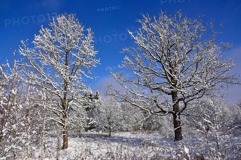 Winter heathland in the Augsburg Western Forest nature park Park near Augsburg, Swabia, Bavaria, Germany