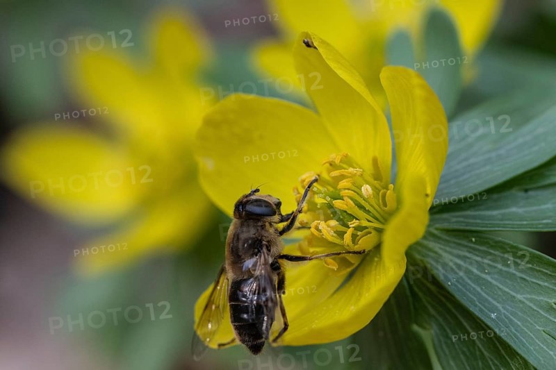 Winter aconite (Eranthis hyemalis) with garden wedge-spotted hoverfly (Eristalis lineata), Emsland, Lower Saxony, Germany