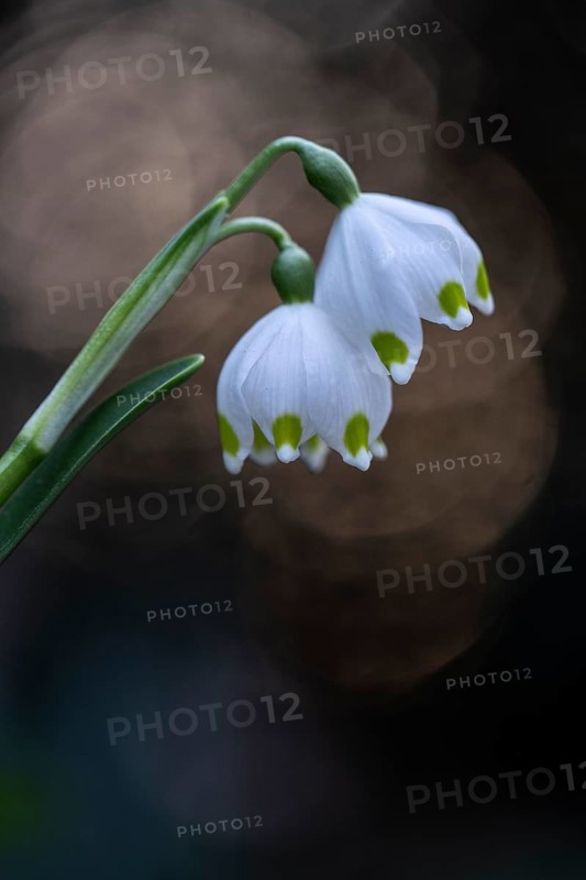 Spring snowflake (Leucojum vernum), Emsland, Lower Saxony, Germany