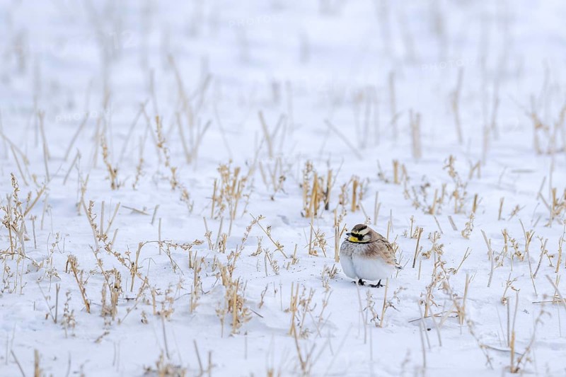 Saskatchewan horned lark (Eremophila alpestris enthymia) adult male foraging on snow covered ground in winter, Canada
