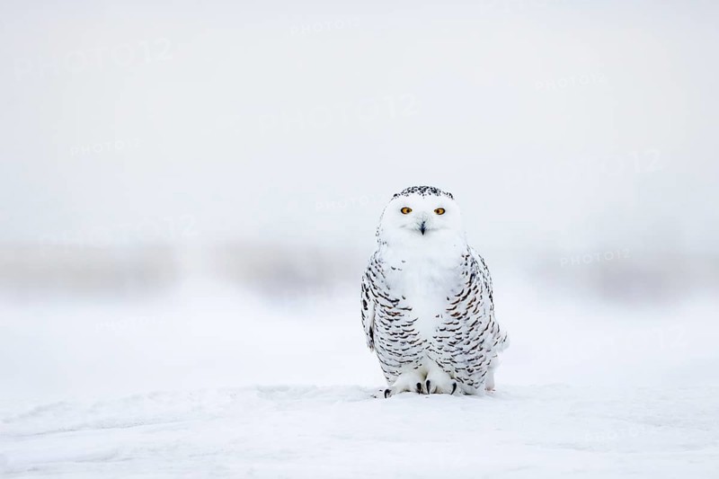 Snowy owl, polar owl, white owl, Arctic owl (Bubo scandiacus, Strix nyctea, Strix scandiaca) adult female on snow covered tundra in winter