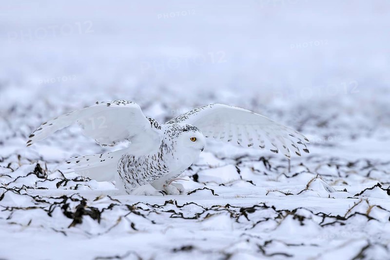 Snowy owl, polar owl, white owl, Arctic owl (Bubo scandiacus, Strix scandiaca) female landing with spread wings on prey in the snow in winter