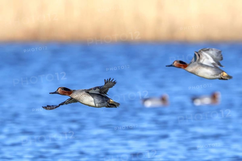 Two Eurasian teals, common teal, Eurasian green-winged teal (Anas crecca) males flying over lake, pond in late winter