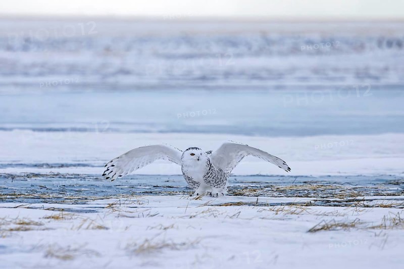 Snowy owl, polar owl, white owl, Arctic owl (Bubo scandiacus, Strix scandiaca) female landing with spread wings on snow covered tundra in winter