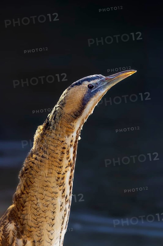 Eurasian bittern, great bittern (Botaurus stellaris) close-up portrait of adult in winter