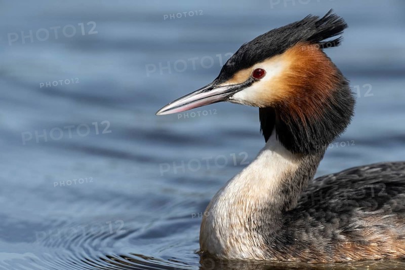 Great Crested Grebe (Podiceps cristatus), Emsland, Lower Saxony, Germany