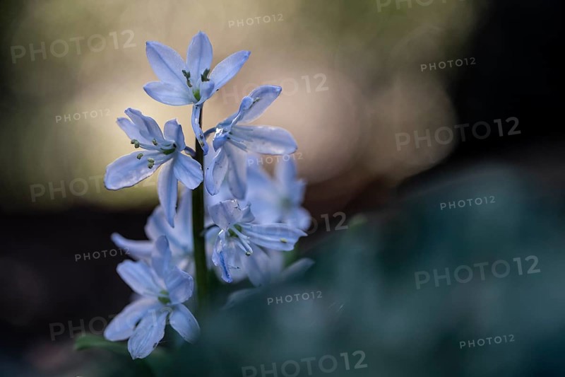 Caucasian bluestem (Scilla mischschenkoana), Emsland, Lower Saxony, Germany