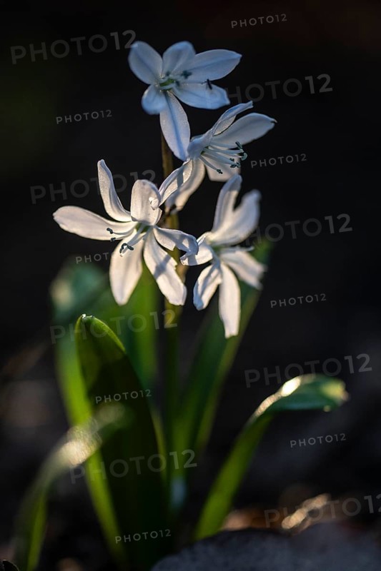 Caucasian bluestem (Scilla mischschenkoana), Emsland, Lower Saxony, Germany