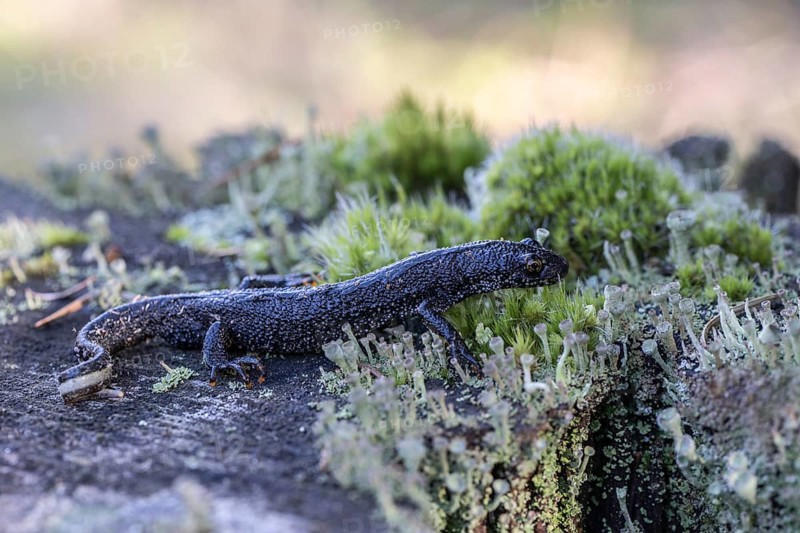 Great crested newt (Triturus Scalloped ribbonfish), Emsland, Lower Saxony, Germany