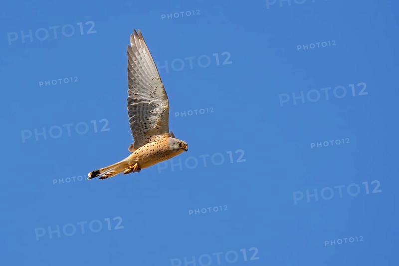Lesser kestrel (Falco naumanni) male flying against blue sky with insect prey in its talons in spring, Spain