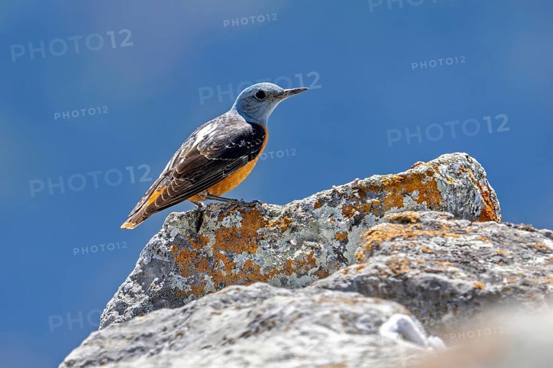 Common rock thrush, rufous-tailed rock thrush (Monticola saxatilis, Turdus saxatilis) adult male perched on rock in Spain, South Europe