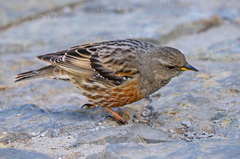 Alpine accentor (Prunella collaris collaris) adult foraging amongst rocks in the mountains in spring, Spain