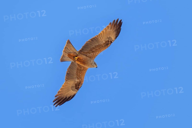 European black kite (Milvus migrans) adult in flight soaring against blue sky