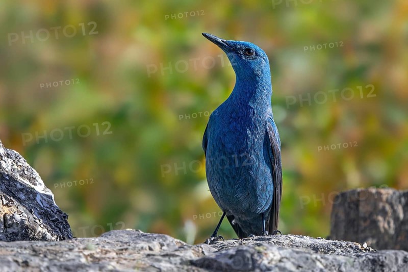 Blue rock thrush (Monticola solitarius) adult male perched on rock in Spain, South Europe
