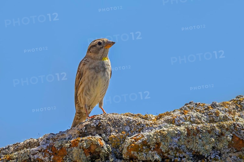 Rock sparrow, rock petronia (Petronia petronia petronia, Fringilla petronia) perched on old stone wall covered in lichen in spring, Spain