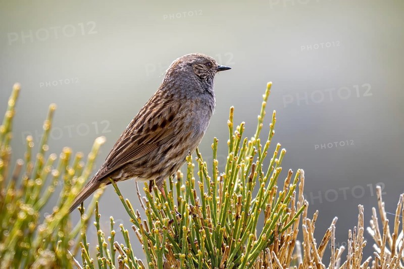 Iberian dunnock (Prunella modularis mabbotti, Motacilla modularis) perched in bush in spring, Spain