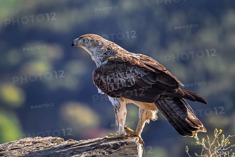 Bonelli's eagle (Aquila fasciata) adult male perched on rock in spring, Spain