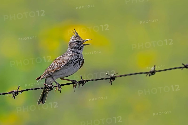 Crested lark (Galerida cristata pallida, Alauda cristata) singing from barbed wire, barbwire fence along meadow in spring, Extremadura, Spain