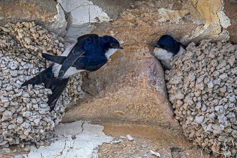 Two western house martins (Delichon urbicum) at nests outside stone building in spring