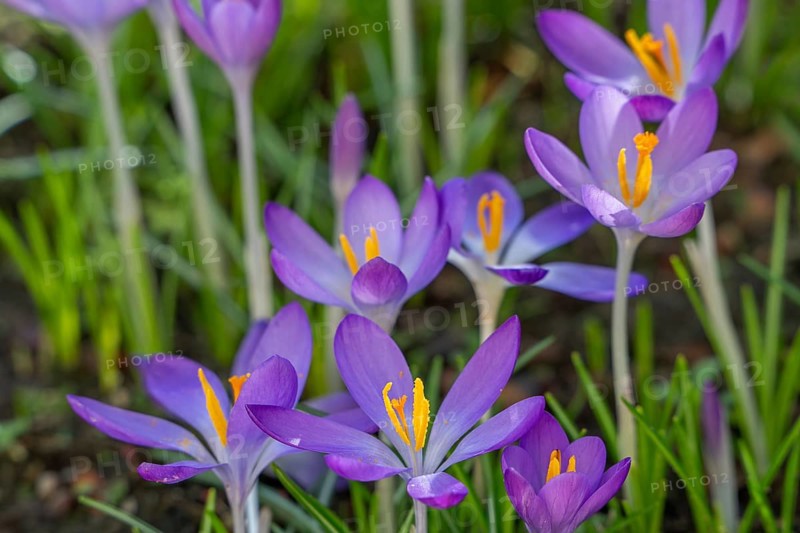 Woodland crocuses / early crocus / Tommasini's crocuses / tommies (Crocus tommasinianus) in flower in garden in winter