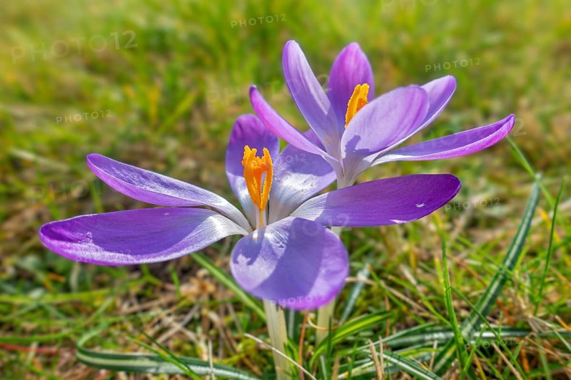 Two woodland crocuses / early crocus / Tommasini's crocuses / tommies (Crocus tommasinianus) in flower in garden in winter