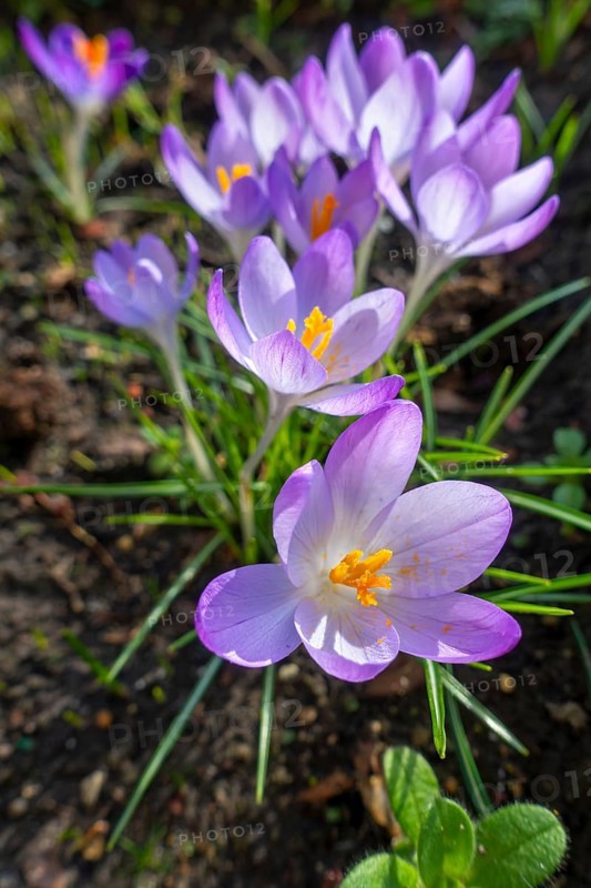 Woodland crocuses, early crocus, Tommasini's crocuses, tommies (Crocus tommasinianus) in flower in garden in winter
