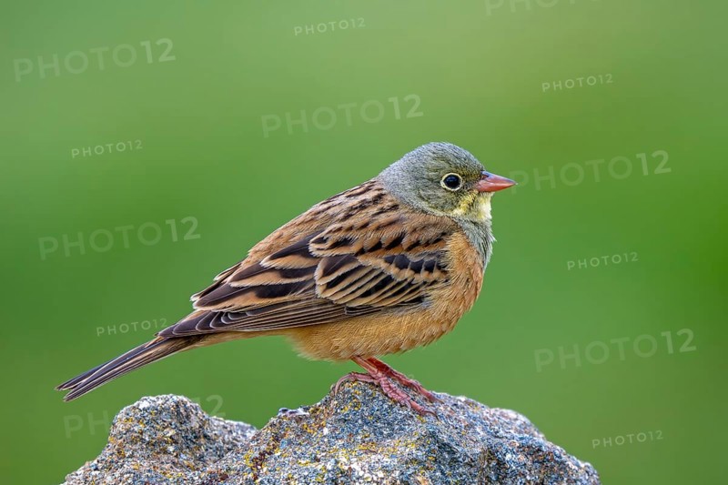 Ortolan bunting (Emberiza hortulana) adult male perched on rock in spring