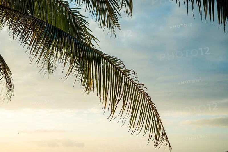 A peaceful sunrise behind a gently swaying palm tree in Thailand. The sky is painted with soft hues of early morning light, evoking a sense of calm and tranquility in vacation