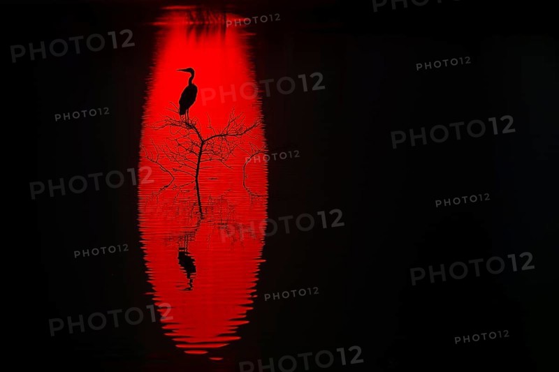 A striking silhouette of a heron perched on a tree against a vibrant red background reflected in water of sun at sunset, creating a dramatic and captivating visual effect