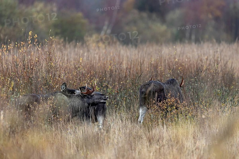 The bull moose (Alces alces) stands behind the cow moose and uses the pheromones to check whether she is ready to mate, flehmen, mating season, moose rut, October, Denmark