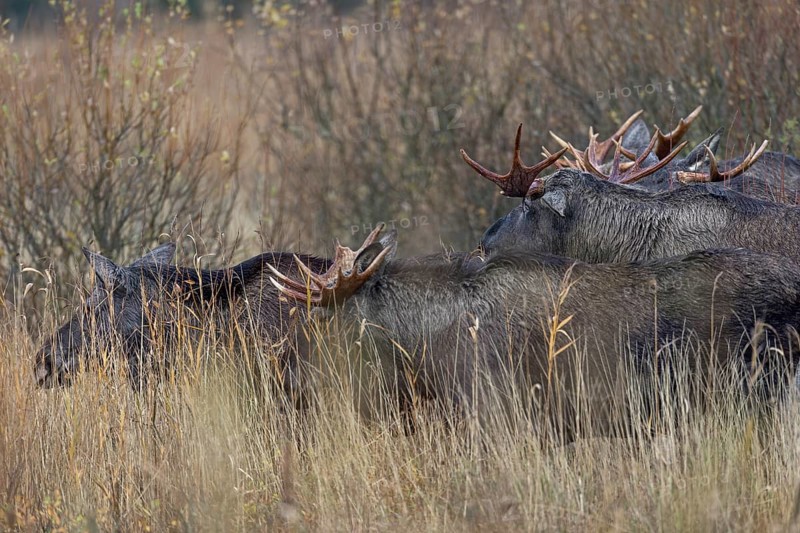 Four moose bulls (Alces alces) follow a moose cow during the rut and surprisingly there are no quarrels between the males, rutting season, moose rut, October, Denmark