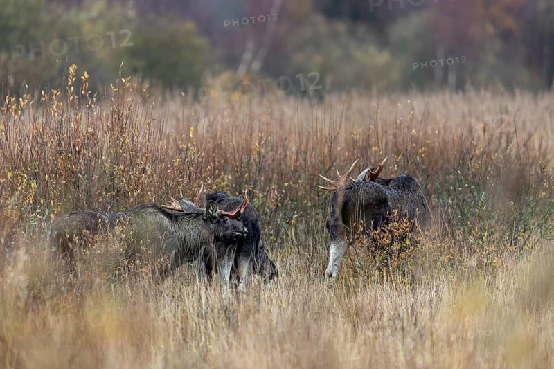 A bull moose (Alces alces) uses the pheromones it secretes to test whether a cow moose is ready to mate, flehmen, rutting season, moose rut, October, Denmark