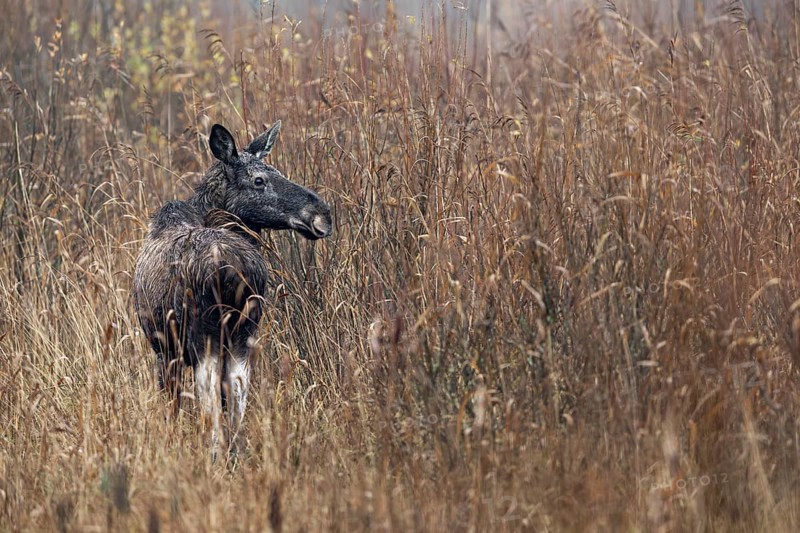 Moose cow (Alces alces) in a reed belt, rutting season, moose rut, October, Denmark