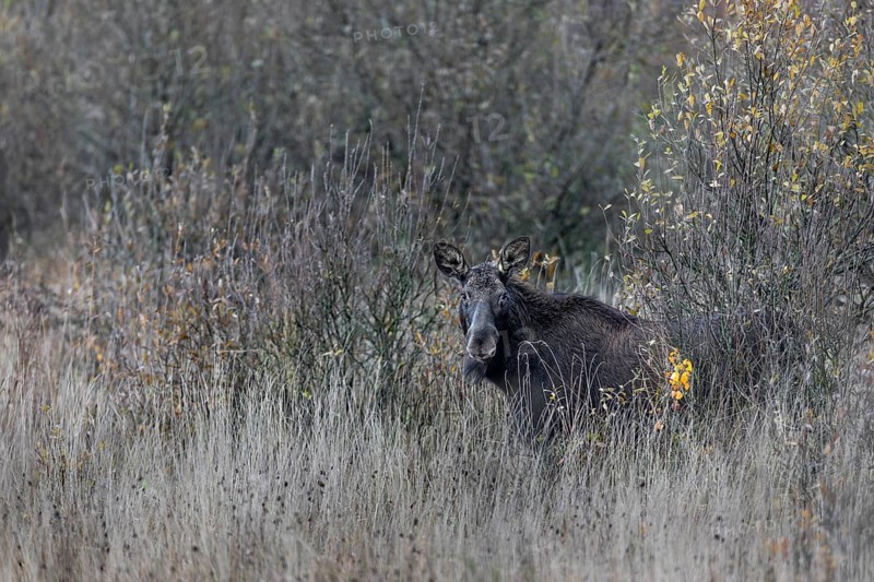 A cow moose (Alces alces) has cautiously stepped out of cover and is looking in my direction, rutting season, moose rut, October, Denmark