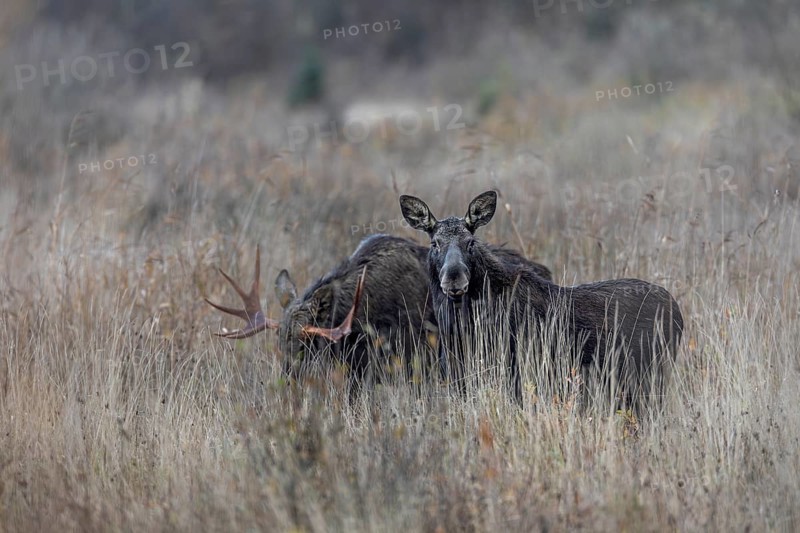 Of the original four bull moose (Alces alces), only one still follows the cow moose, mating season, moose rut, October, Denmark