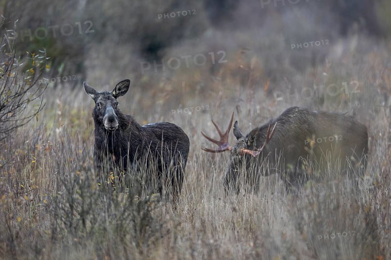 The moose bull (Alces alces) follows the moose cow at a suitable distance, rutting season, moose rut, October, Denmark