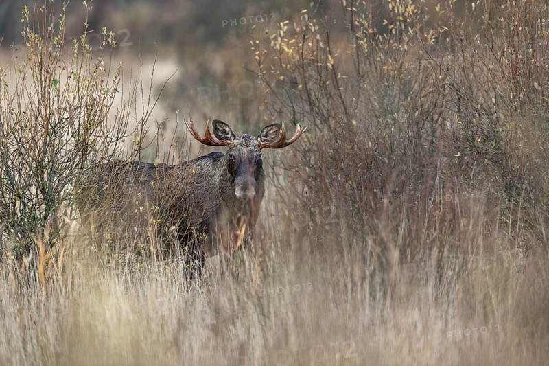 The first moose bull (Alces alces) has lost interest in the moose cow and moves away from the group, rutting season, moose rut, October, Denmark