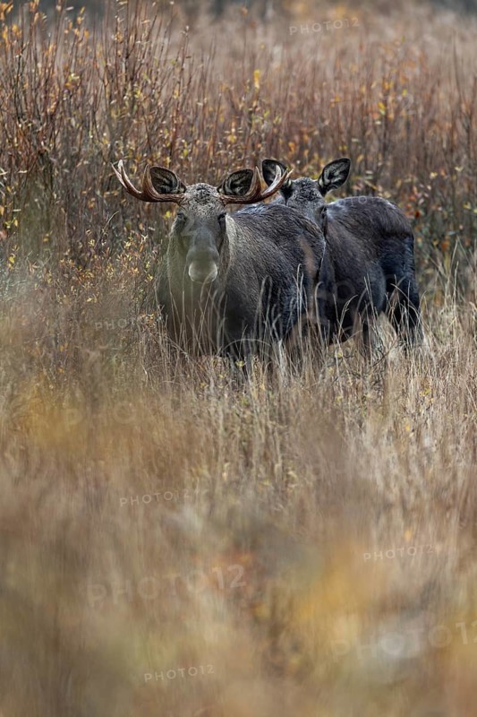 Extensive reed beds, overgrown with softwoods such as willow and birch, offer the moose (Alces alces) an ideal habitat, rutting season, moose rut, October, Denmark