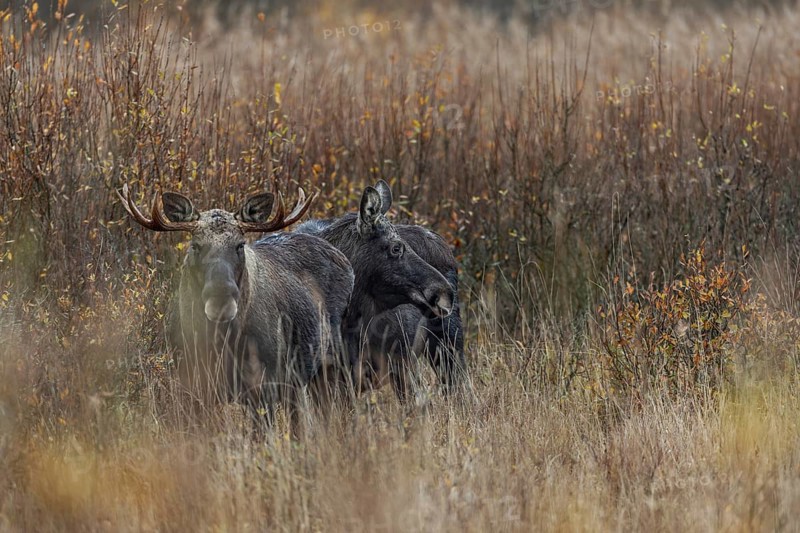 Moose bull (Alces alces) and moose cow, rutting season, moose rut, October, Denmark