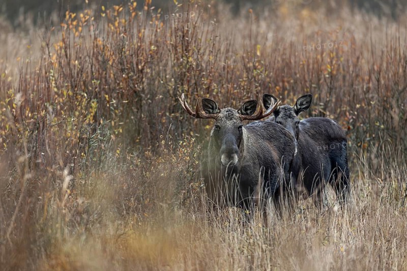 A bull moose (Alces alces) looks attentively in my direction, while the cow moose makes a much more relaxed impression, rutting season, moose rut, October, Denmark