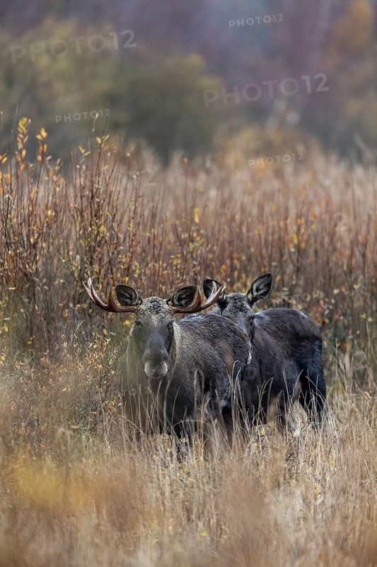 After three days of intensive searching, I discover four bull moose (Alces alces) and a cow moose at the edge of a reed belt, rutting season, moose rut, October, Denmark
