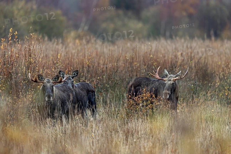 Despite the rut and the presence of a cow moose, the bull moose (Alces alces) co-exist peacefully, rutting season, moose rut, October, Denmark